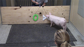 a pig taking a cognition test